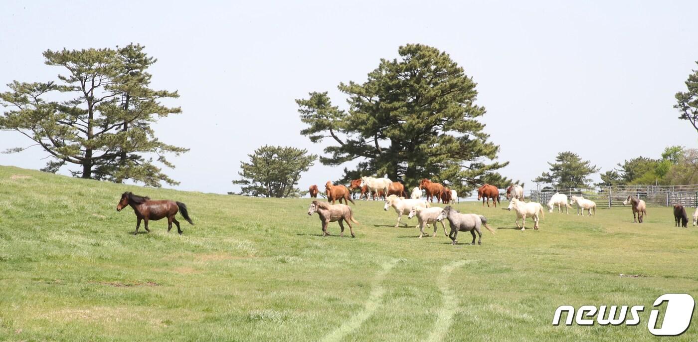 사단법인 헌마공신 김만일 기념사업회(이사장 김형수)는 오는 20일 오후 4시 아젠토피오레 컨벤션에서 '헌마공신 김만일 정신의 재조명 및 마산업 진흥' 토론회를 연다고 19일 밝혔다. 제주 5·16도로에 위치한 마방목지에서 천연기념물 347호 제주마들이 초지를 달리고 있다. 2023.4.17/뉴스1 ⓒ News1 오현지 기자