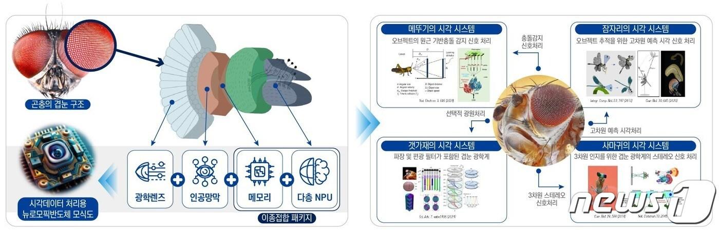 본문 이미지 - 슈퍼비전 AI를 위한 겹눈모방 뉴로모픽 반도체 구조도(지스트 제공)/뉴스1 