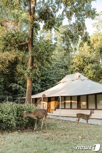 본문 이미지 - 아만와나 텐트 객실(아만 제공)