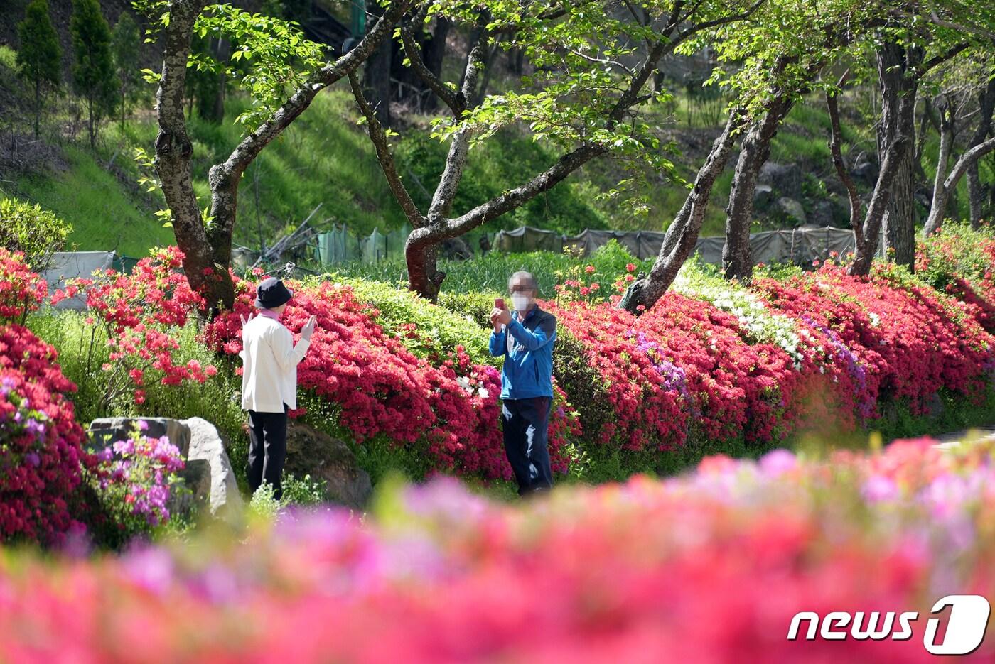 본문 이미지 - 영산홍. 기사 내용과는 무관. (동구 제공) 2023.4.18/뉴스1 ⓒ News1 이승현 기자