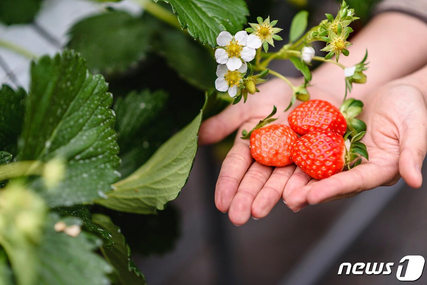 제주신라호텔 딸기 따기 체험(호텔신라 제공)