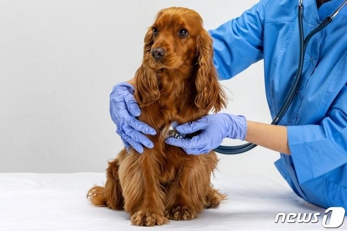 본문 이미지 - 동물병원에서 심장 건강검진을 받고 있는 강아지(자료사진 이미지투데이) ⓒ 뉴스1