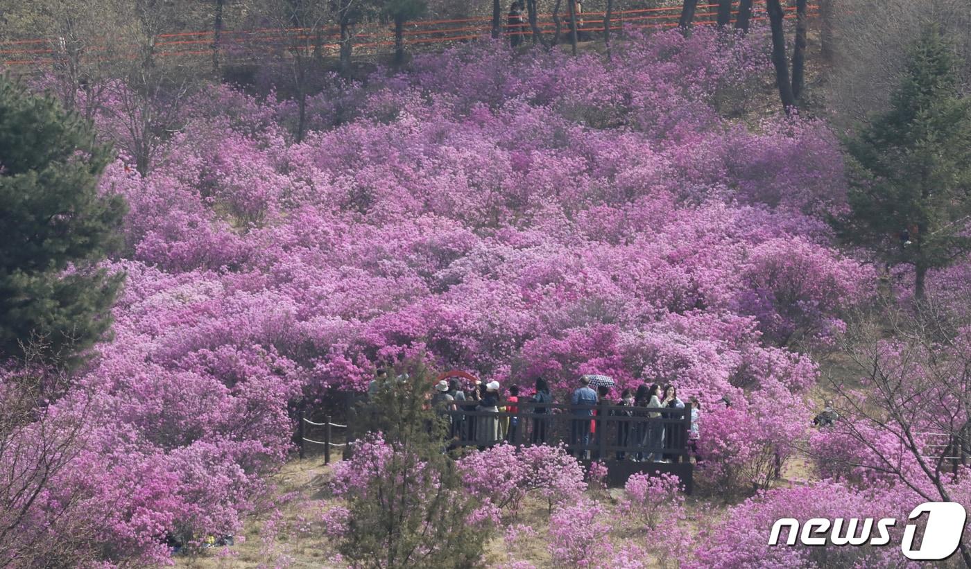 본문 이미지 - 전국적으로 봄꽃이 만개한 2일 경기 부천시 원미산 진달래 동산을 찾은 상춘객들이 진달래꽃을 구경하며 봄 정취를 만끽하고 있다. 부천시는 2일까지 원미산 진달래 동산에서 '제23회 부천 원미산 진달래 축제'를 개최한다.2022.4.2/뉴스1 ⓒ News1 정진욱 기자