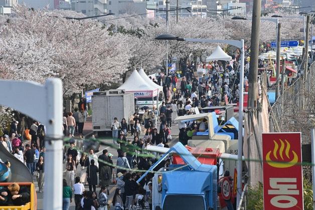 본문 이미지 - 벚꽃과 함께하는 청주 푸드트럭 축제.(자료사진)/뉴스1
