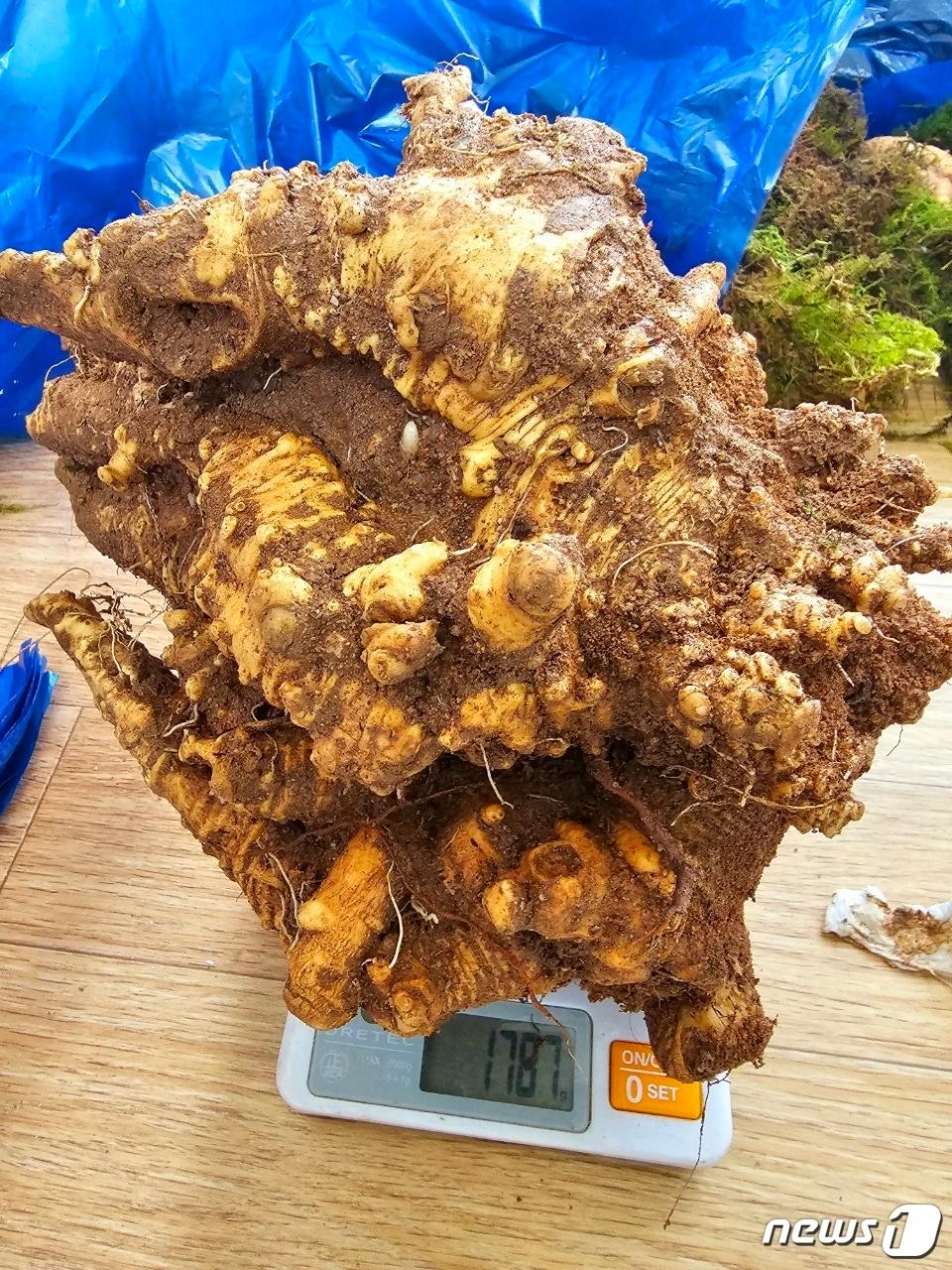 본문 이미지 - 경남 하동 지리산 자락에서 발견된 초대형 야생 더덕.(한국전통심마니협회 제공)
