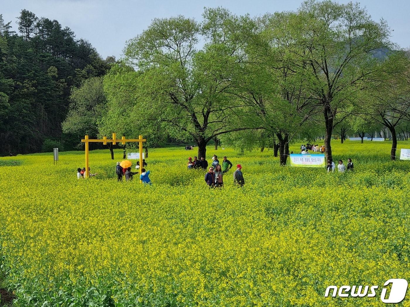 본문 이미지 - 충북 옥천군 동이면 금강변에 조성한 유채꽃단지 전경. (옥천군 제공) 
