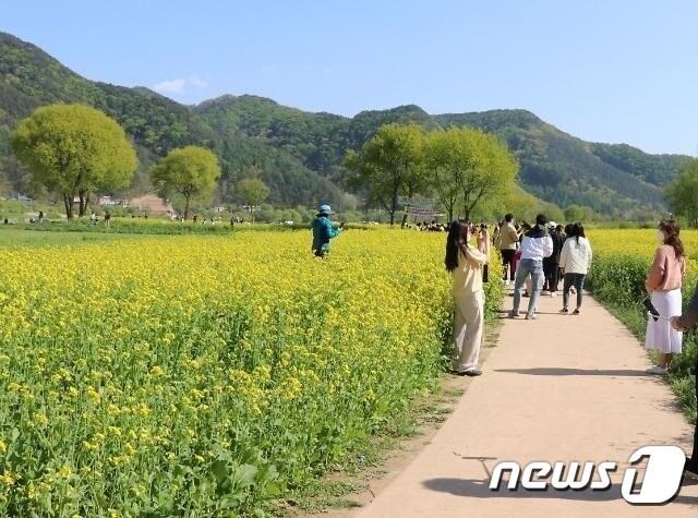 본문 이미지 - 충북 옥천군 동이면 일대 금강변에 조성한 유채꽃단지를 찾은 상춘객들이 추억쌓기에 한창이다. (옥천군 제공)