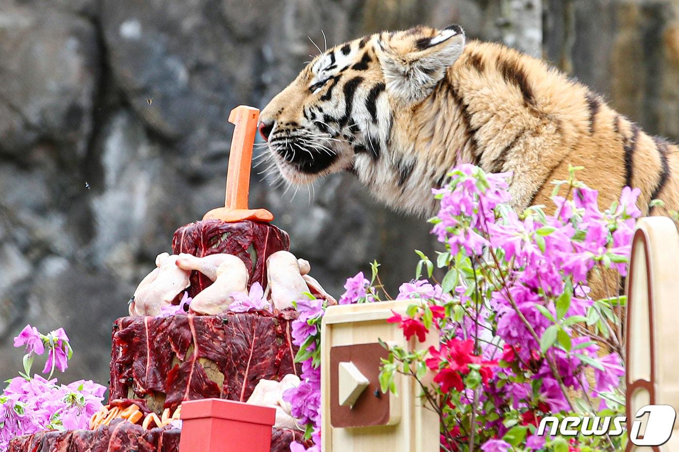 22일 경기 과천 서울대공원에서 열린 시베리아 호랑이 삼둥이(해랑·파랑·사랑) 탄생 1주년 돌잔치 행사에서 사랑이가 소고기 케이크에 관심을 보이고 있다. 2023.4.22/뉴스1 ⓒ News1 김민지 기자