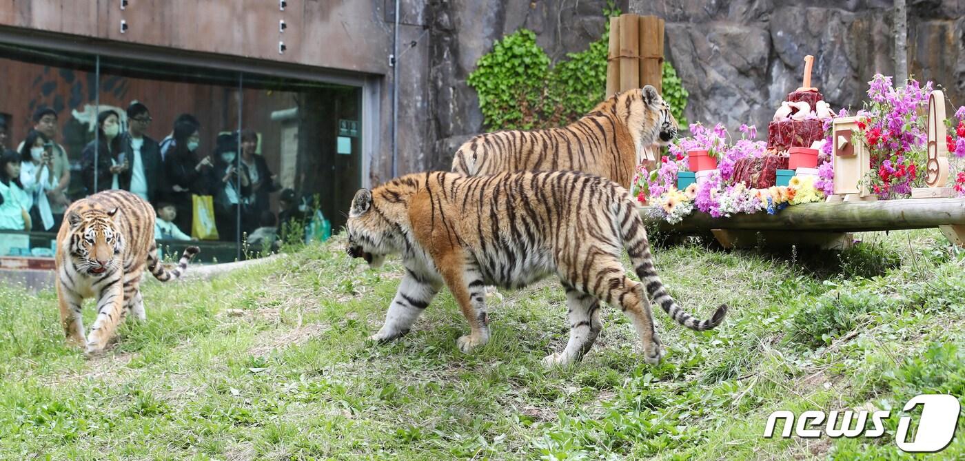 22일 경기 과천 서울대공원에서 시베리아 호랑이 삼둥이(해랑·파랑·사랑) 탄생 1주년 돌잔치 행사가 열리고 있다. (자료사진) ⓒ News1 민경석 기자