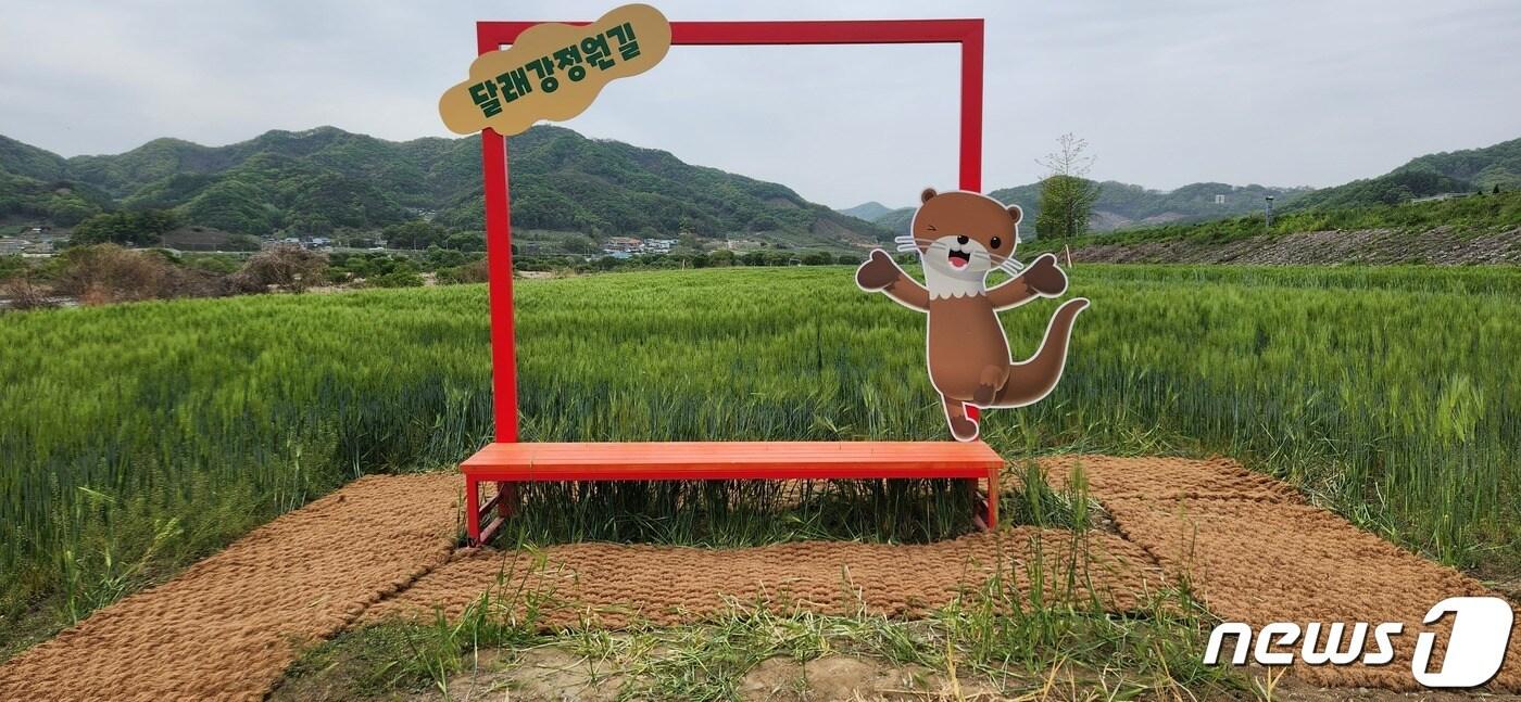 24일 충북 충주시가 국가정원 조성을 추진하며 청보리를 관광 콘텐츠로 활용해 눈길을 끌고 있다. 사진은 달래강 청보리밭.(충주시 제공)2023.4.24/뉴스1