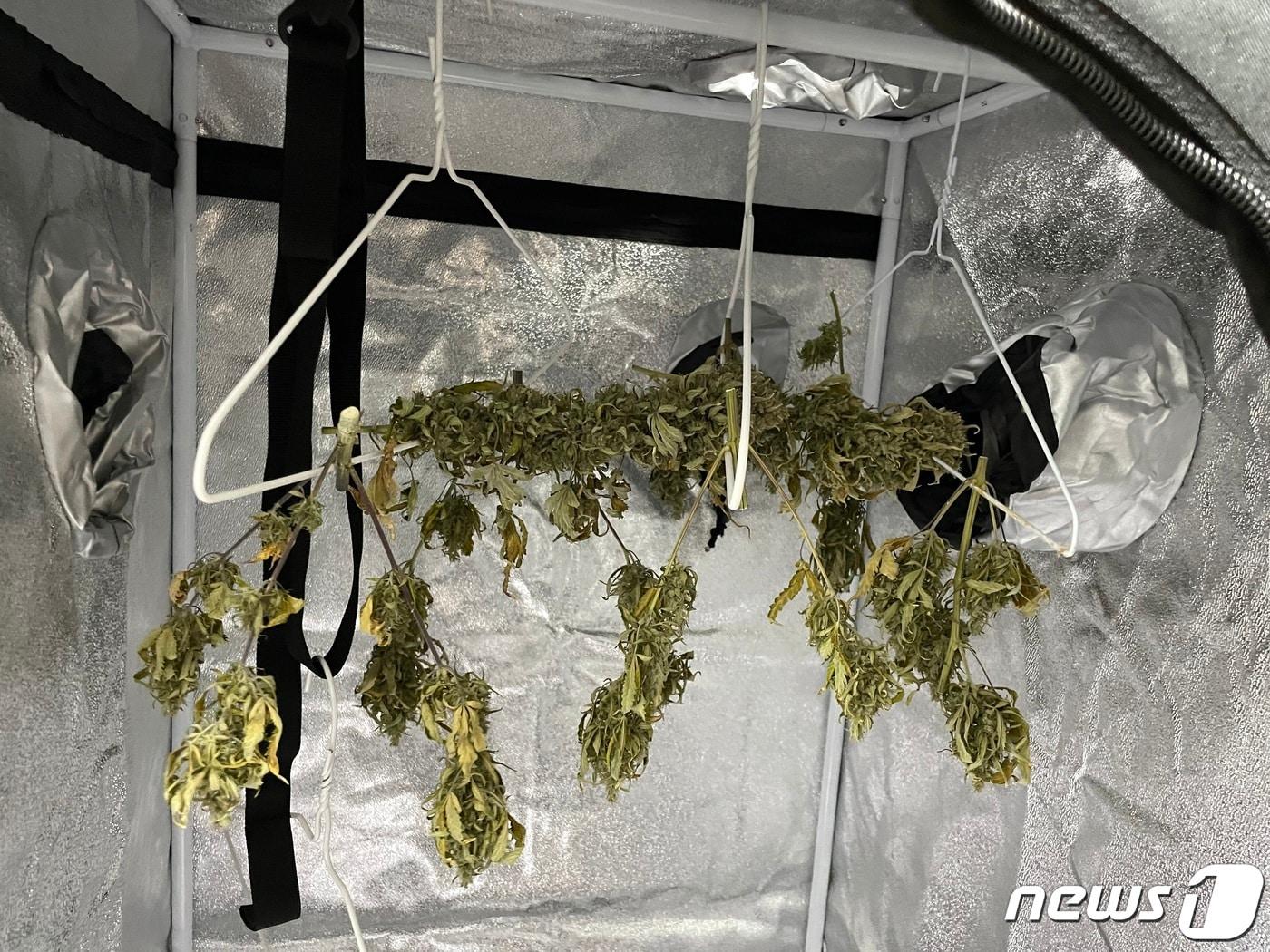 본문 이미지 - 마약류 관리법 위반 혐의로 구속된 A씨와 B씨가 대마를 재배한 방 암막 텐트 안에서 건조 중이던 대마.(제주경찰청 제공)