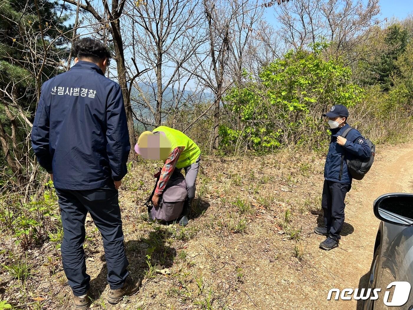 본문 이미지 - 강원 춘천국유림관리소 단속반들이 지난 27일 춘천 북산면 부귀리의 한 임도에서 산나물 채취꾼으로 추정되는 남성을 발견하고, 가방을 보고 있다.2023.4.28 한귀섭 기자