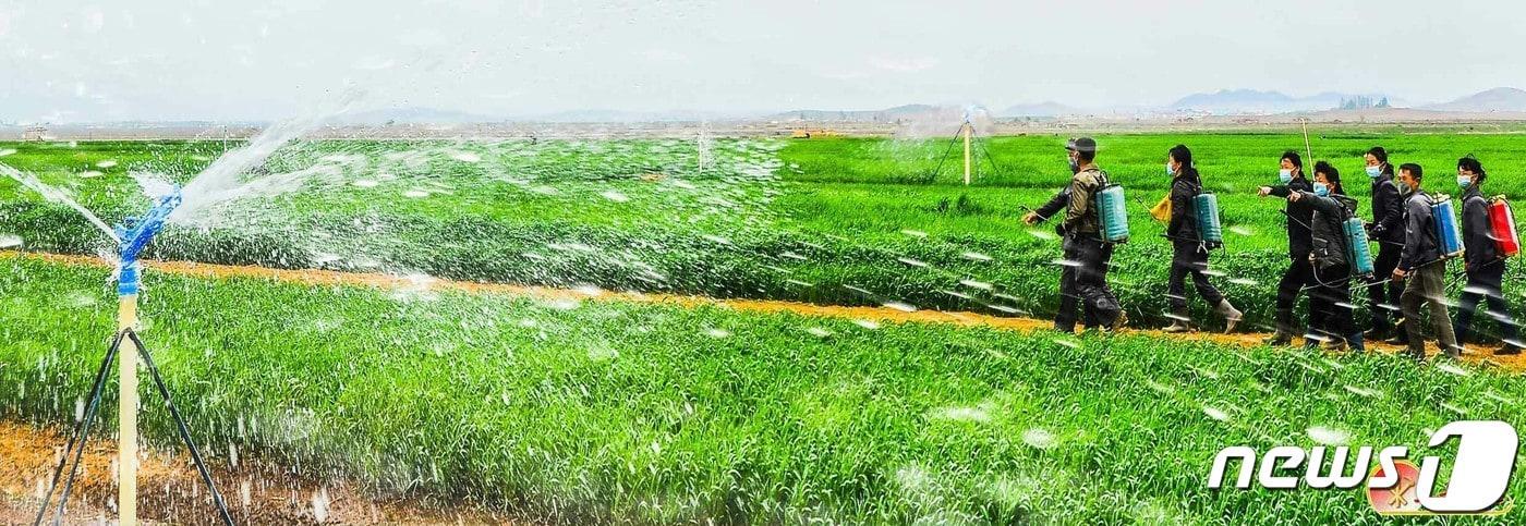본문 이미지 - (평양 노동신문=뉴스1) = 북한 노동당 기관지 노동신문은 29일 "불리한 조건을 극복하고 올 곡식 농사에서 기어이 좋은 결실을 안아오자＂라고 촉구했다. 사진은 신천군 석당농장. [국내에서만 사용가능. 재배포 금지. DB 금지. For Use Only in the Republic of Korea. Redistribution Prohibited] rodongphoto@news1.kr