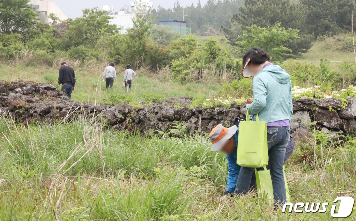 본문 이미지 - 고사리 채취. (자료사진)/뉴스1