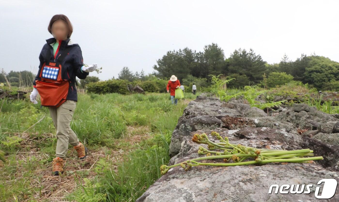 본문 이미지 - 제27회 한라산 청정 고사리 축제(자료사진)ⓒ News1 오현지 기자