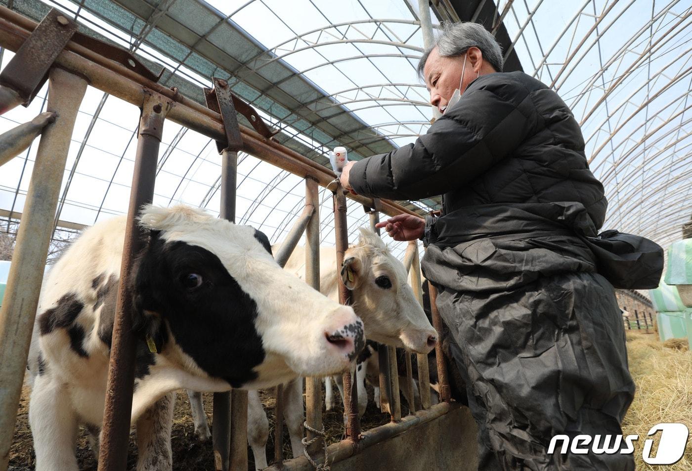 본문 이미지 -  3일 오전 경기 안성시의 한 젖소 농가에서 수의사가 구제역 백신을 접종하고 있다.  2023.4.3 ⓒ 뉴스1 김영운 기자