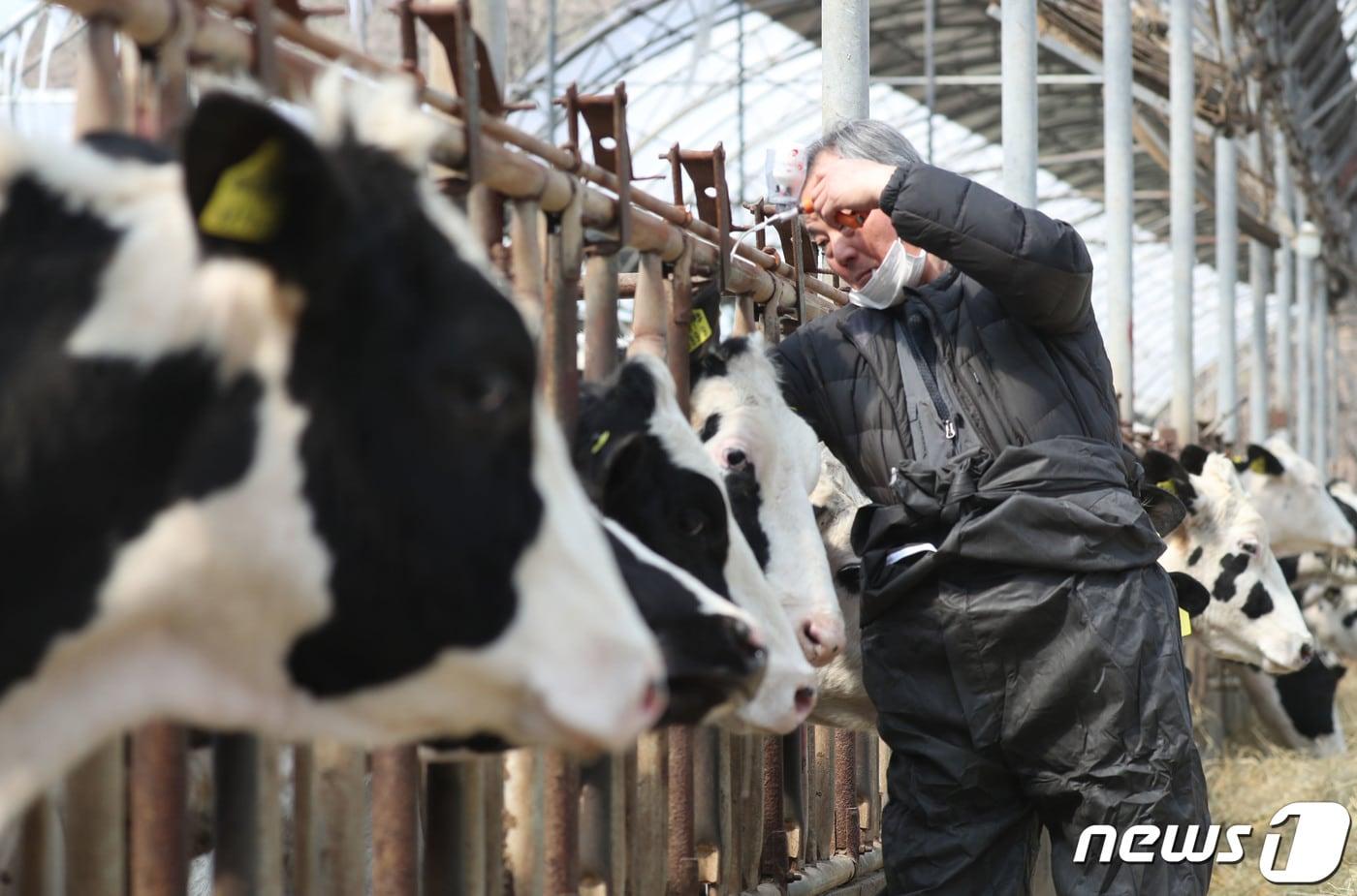 전국 소·염소 사육 농가를 대상으로 상반기 구제역 백신 일제접종을 본격적으로 시작한 3일 오전 경기 안성시의 한 젖소 농가에서 수의사가 구제역 백신을 접종하고 있다. 올해 상반기 일제접종은 4월 1일부터 5월12일까지 실시되며, 해당 기간 중 전국의 11만여 농가들은 사육 중인 444만7000여 마리를 대상으로 백신을 접종한다. 2023.4.3/뉴스1 ⓒ News1 김영운 기자