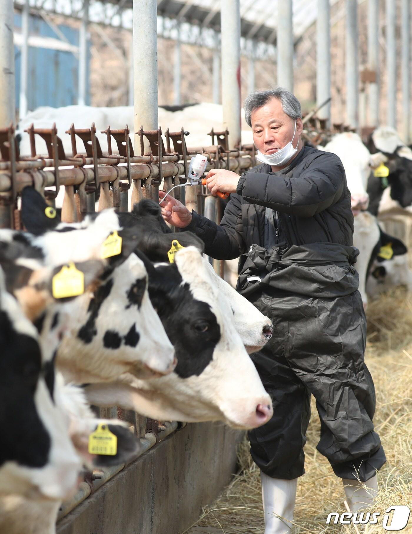 본문 이미지 - 전국 소·염소 사육 농가를 대상으로 상반기 구제역 백신 일제접종을 본격적으로 시작한 3일 오전 경기 안성시의 한 젖소 농가에서 수의사가 구제역 백신을 접종하고 있다. 올해 상반기 일제접종은 4월 1일부터 5월12일까지 실시되며, 해당 기간 중 전국의 11만여 농가들은 사육 중인 444만7000여 마리를 대상으로 백신을 접종한다. 2023.4.3/뉴스1 ⓒ News1 김영운 기자