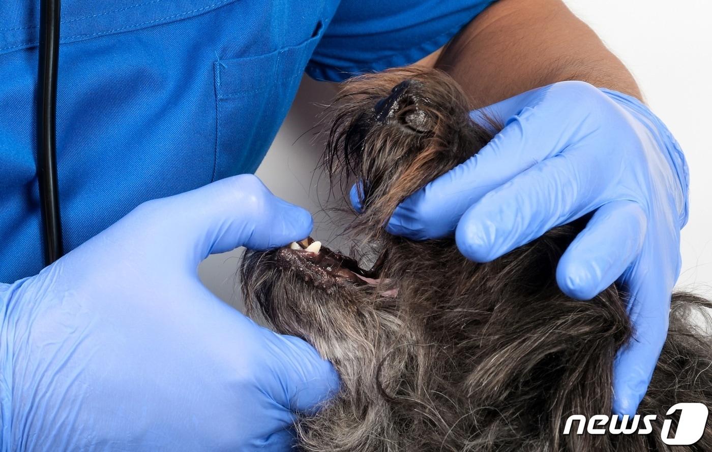 동물병원에서 치아 치료 중인 강아지(사진 이미지투데이) ⓒ 뉴스1