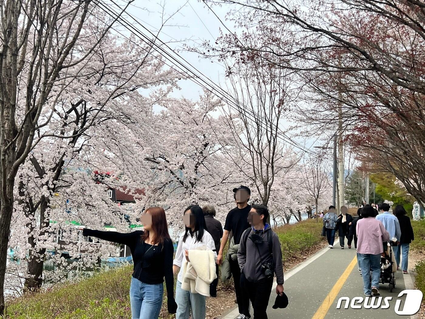 본문 이미지 - 4일 강원 춘천 근화동 공지천 유원지에 외국인 관광객들이 벚꽃을 보며 감탄하고 하고 있다.2023.4.4 한귀섭 기자 