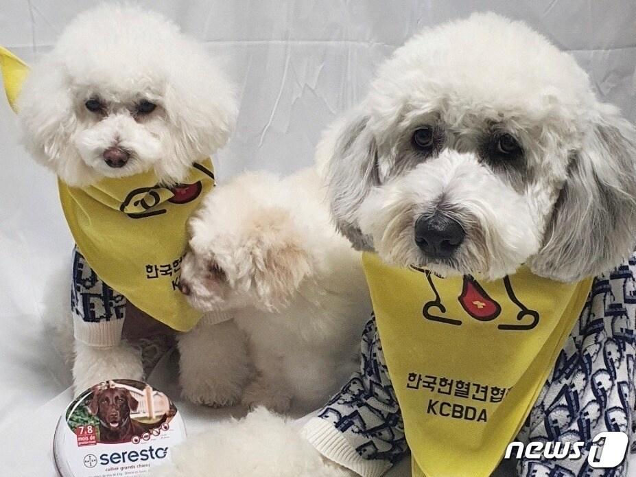 본문 이미지 - 한국헌혈견협회와 한국엘랑코동물약품은 '헌혈 문화 조성' 캠페인을 진행한다고 4일 밝혔다.(한국헌혈견협회 제공) ⓒ 뉴스1