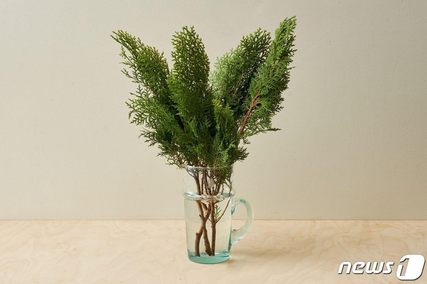 본문 이미지 - 마켓컬리, 농부의 꽃 측백.(컬리 제공)