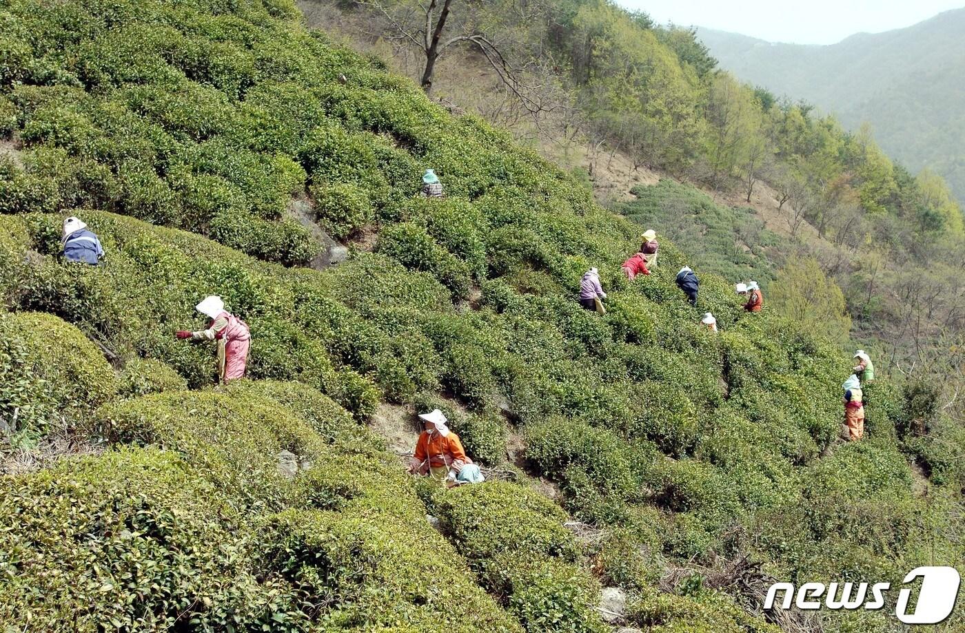 본문 이미지 - 하동 녹차 수확 장면(하동군 제공).