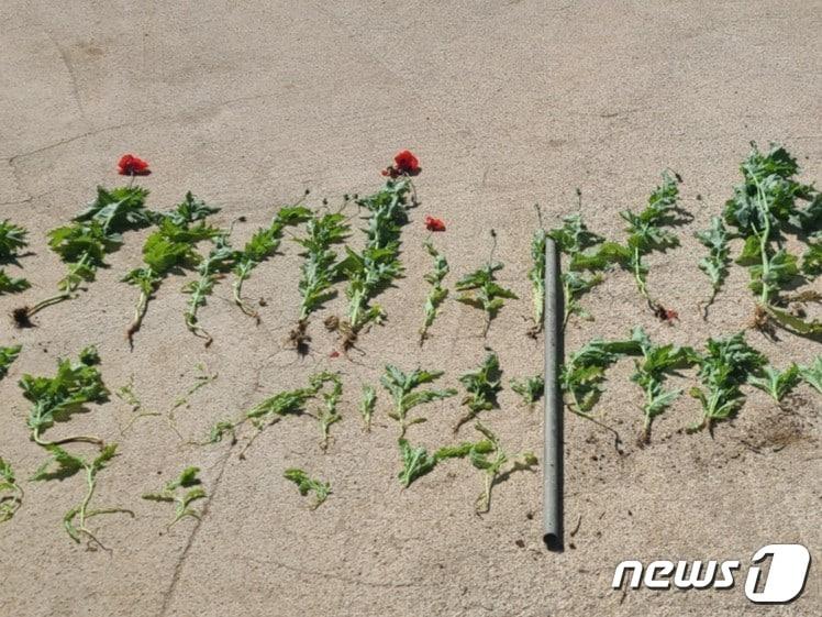 본문 이미지 - 전북 부안해경은 이달부터 7월까지 약 4개월간 마약류에 대한 특별 단속을 실시한다고 5일 밝혔다.. 과거 부안해양경찰서에서 단속한 양귀비 사진(부안해경 제공)2023.4.5/뉴스1