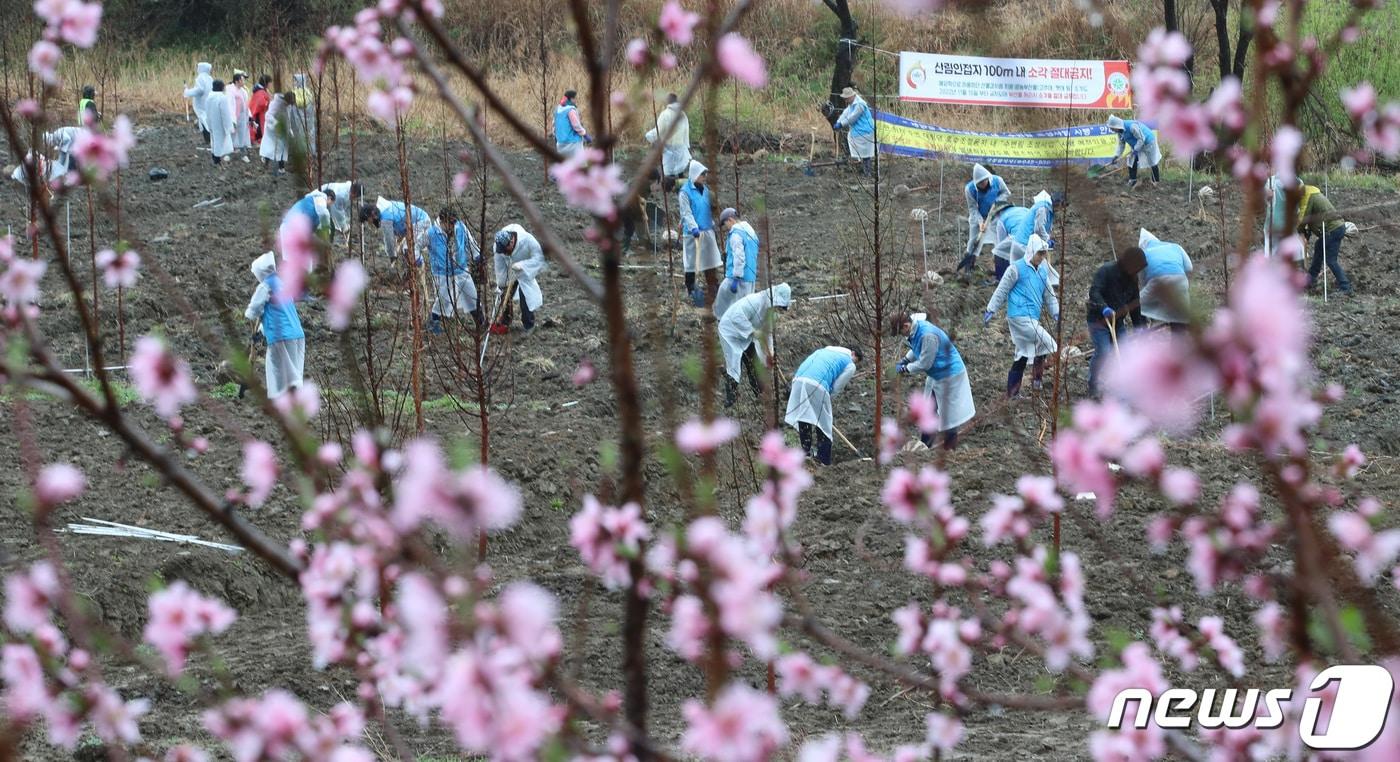본문 이미지 - 10일 대전·충남엔 아침까지 강풍을 동반한 비가 내릴 것으로 예보됐다. 대전 동구 직동 일원에서 열린 나무심기 행사에서 참가자들이 나무를 심고 있다.  ⓒ 뉴스1 김기태 기자