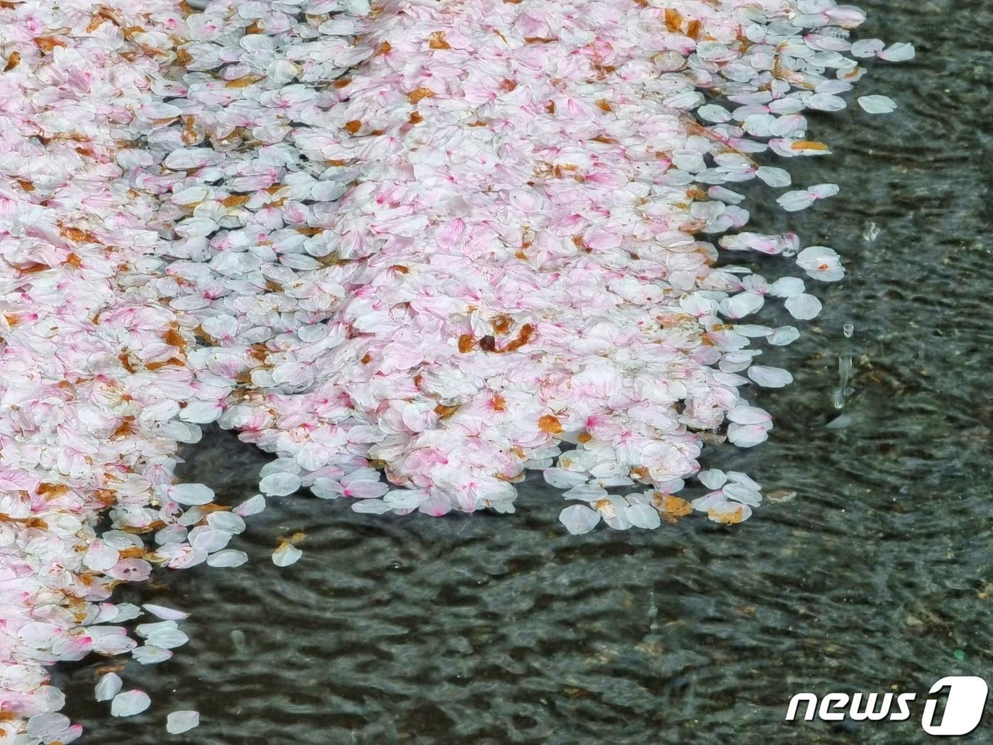 본문 이미지 - 5일 서울 마포구의 한 도로에 벚꽃이 비에 젖어 떨어져 있다. 서울에는 전날인 4일 오전 9시부터 이날 오후 1시까지 72㎜(도봉) 가량의 비가 내렸다. 2023.4.5/뉴스1 ⓒ News1 황덕현 기후환경전문기자