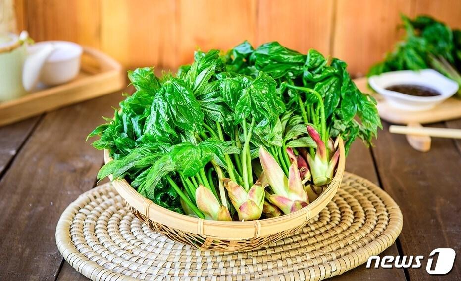 본문 이미지 - 강원 강릉 고향사랑기부제 한시적 답례품으로 추가된 강릉 개두릅.(강릉시 제공) 2023.4.7/뉴스1