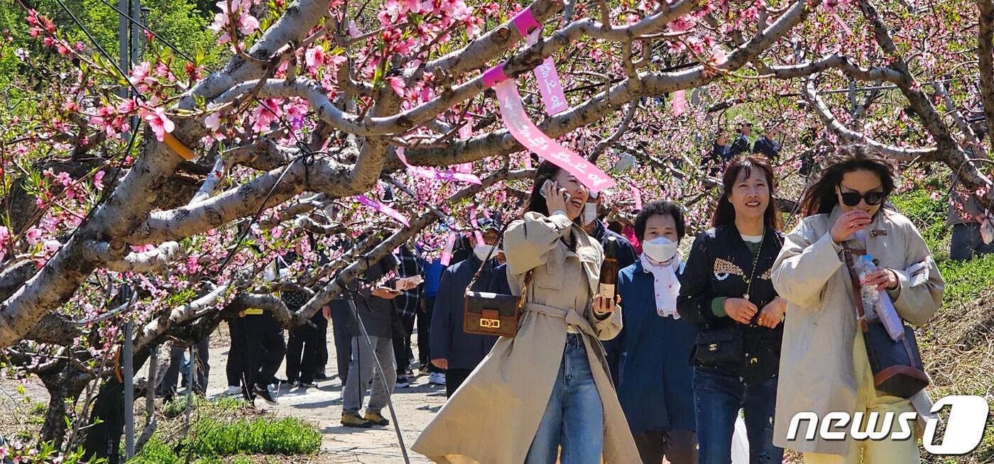 본문 이미지 - 8일 경북 경산시 남산면 반곡지 일원에서 열린 '복사꽃길 걷기'행사에 참여한 시민들이 복사꽃이 만발한 밭 사이로 걷고 있다. 반곡지는 수백년된 왕버들 20여 그루가 줄지어 선 나무터널이 아름다워 문화체육관광부 '사진찍기 좋은 녹색명소'로 선정된 곳이다. 2023.4.8/뉴스1 ⓒ News1 정우용 기자