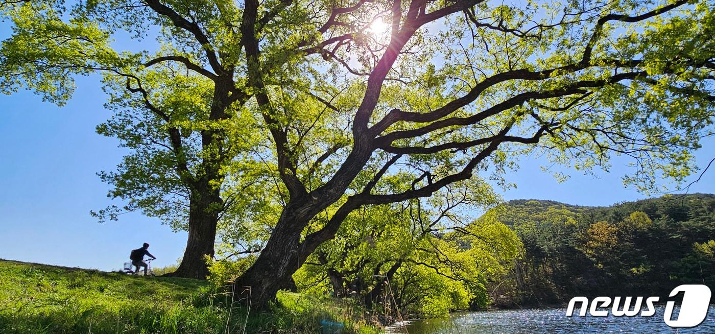 본문 이미지 - 주말인 8일 경북 경산 남산면 반곡지 수백년 된 왕버들 나무에 봄을 맞아 싹을 틔운 연두색 이파리들이 햇살을 받아 환상적인 풍경을 연출하고 있다. 반곡지는 수백년된 왕버들 20여 그루가 줄지어 선 나무터널이 문화체육관광부 '사진찍기 좋은 녹색명소'로 선정된 곳이다. 2023.4.8/뉴스1 ⓒ News1 정우용 기자