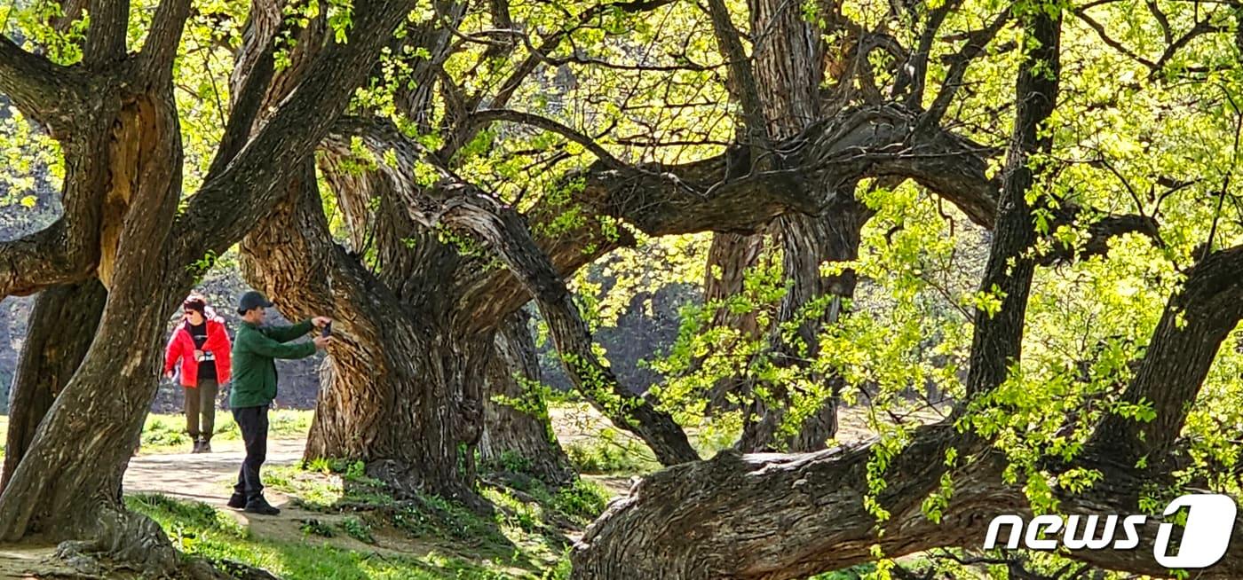 본문 이미지 - 경북 경산시 남산면 반곡지는 수백년된 왕버들 20여 그루가 줄지어 선 나무터널이 문화체육관광부 '사진찍기 좋은 녹색명소'로 선정된 곳이다. 2023.4.8 ⓒ 뉴스1 정우용 기자