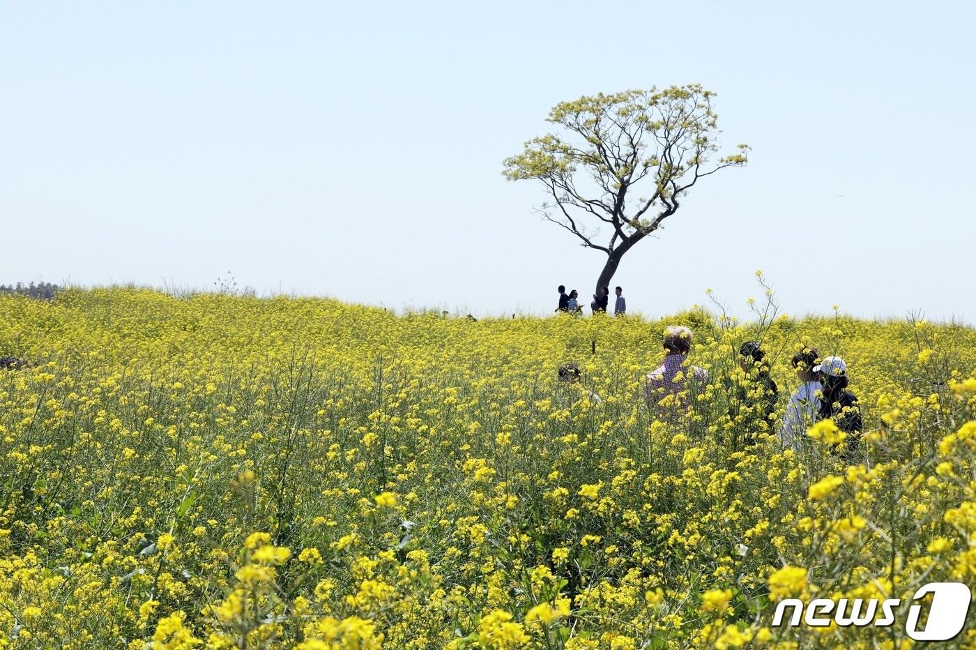 본문 이미지 - 9일 오전 제주 서귀포시 안덕면 신화월드 인근에 유채꽃이 만발해 봄 기운을 물씬 풍기고 있다.2023.4.9/뉴스1 ⓒ News1 고동명 기자