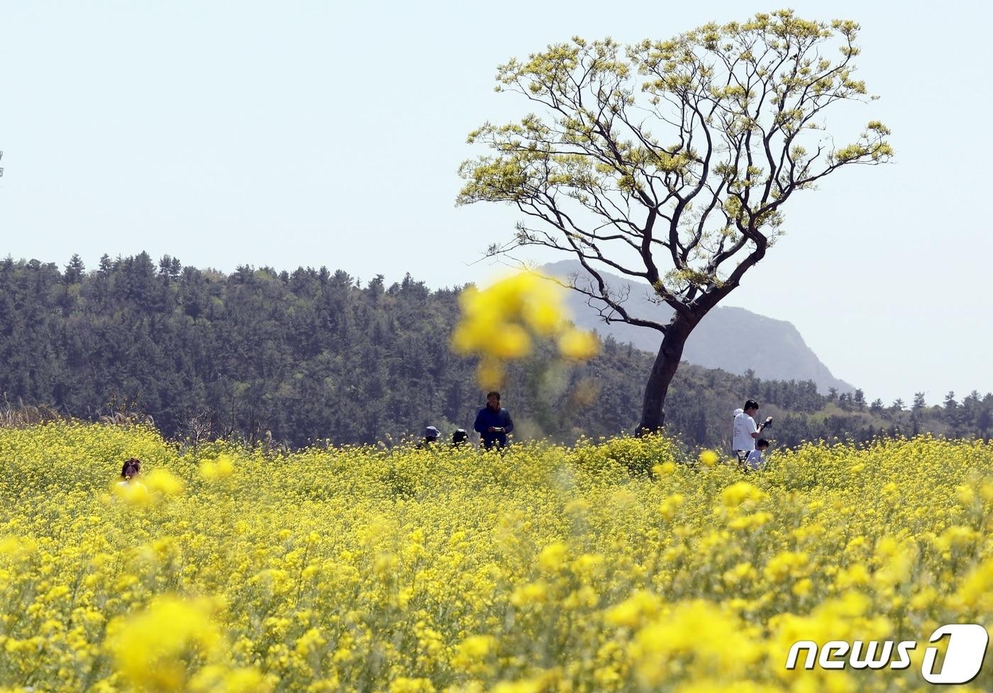 본문 이미지 - 9일 오전 제주 서귀포시 안덕면 신화월드 인근에 유채꽃이 만발해 봄 기운을 물씬 풍기고 있다.2023.4.9/뉴스1 ⓒ News1 고동명 기자