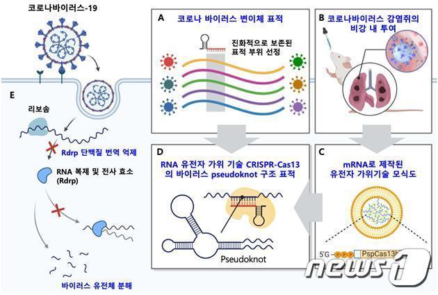 본문 이미지 - RNA 유전자 가위 CRISPR-Cas13 기반의 코로나 바이러스 유전체 표적 전략(KAIST 제공)
