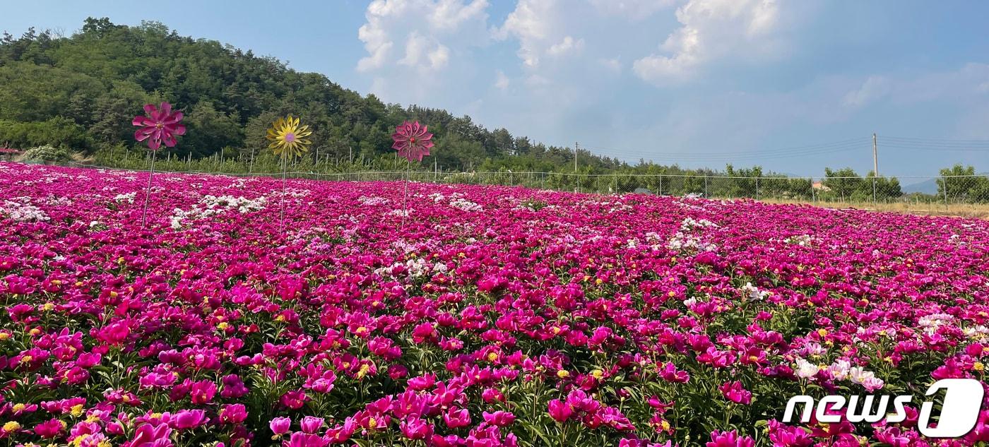 본문 이미지 - 영천시 작약밭에 핀 꽃(영천시 제공) 2023.5.1/뉴스1