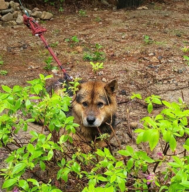 본문 이미지 - 서울 강북구 우이동 소재의 한 5성급 호텔 뒤뜰에서 짧은 목줄에 묶인 채 비에 젖어 오들오들 떨고 있는 개가 발견됐다. (온라인 커뮤니티 갈무리)