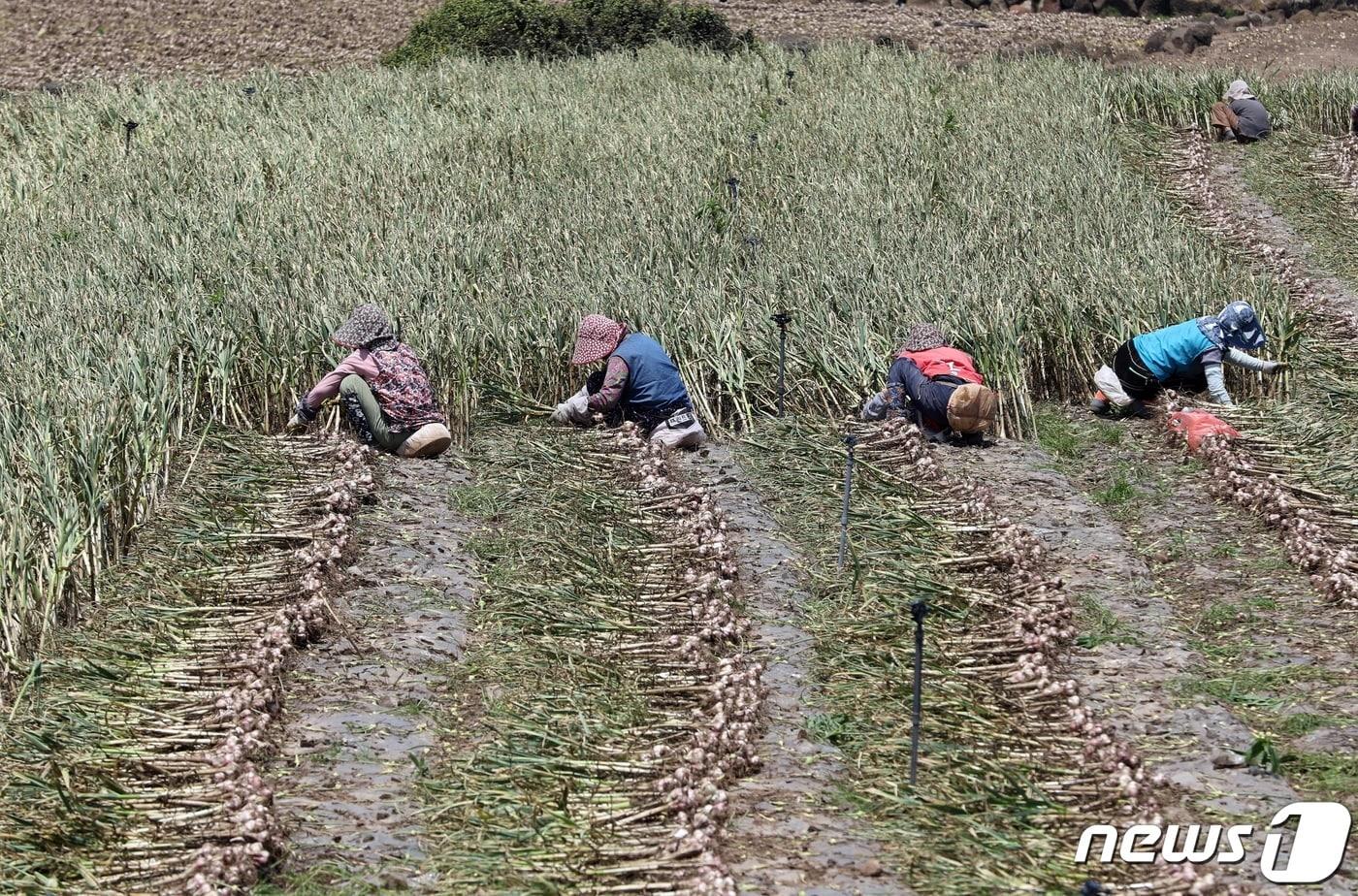 제주 서귀포시 대정읍 한 마늘밭에서 농민들이 마늘을 수확하고 있다.2023.5.10/뉴스1 ⓒ News1 고동명 기자