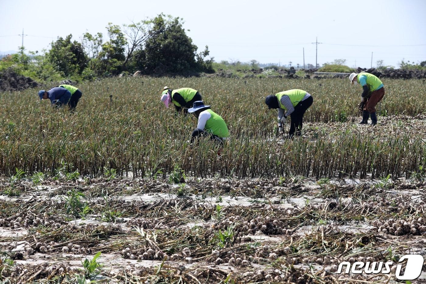 본문 이미지 - 본격적인 마늘 수확철이 시작된 10일 오전 제주 서귀포시 대정읍 한 마늘밭에서 농협 직원들이 일손돕기를 하고 있다.2023.5.10/뉴스1 ⓒ News1 고동명 기자