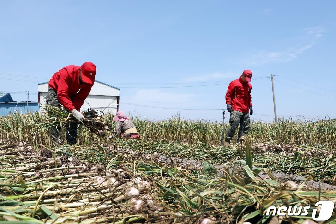 본문 이미지 - 제주 서귀포시 대정읍 한 마늘밭에서 해병대가 일손돕기를 하고 있다. (사진은 기사 내용과 무관함) / 뉴스1 ⓒ News1
