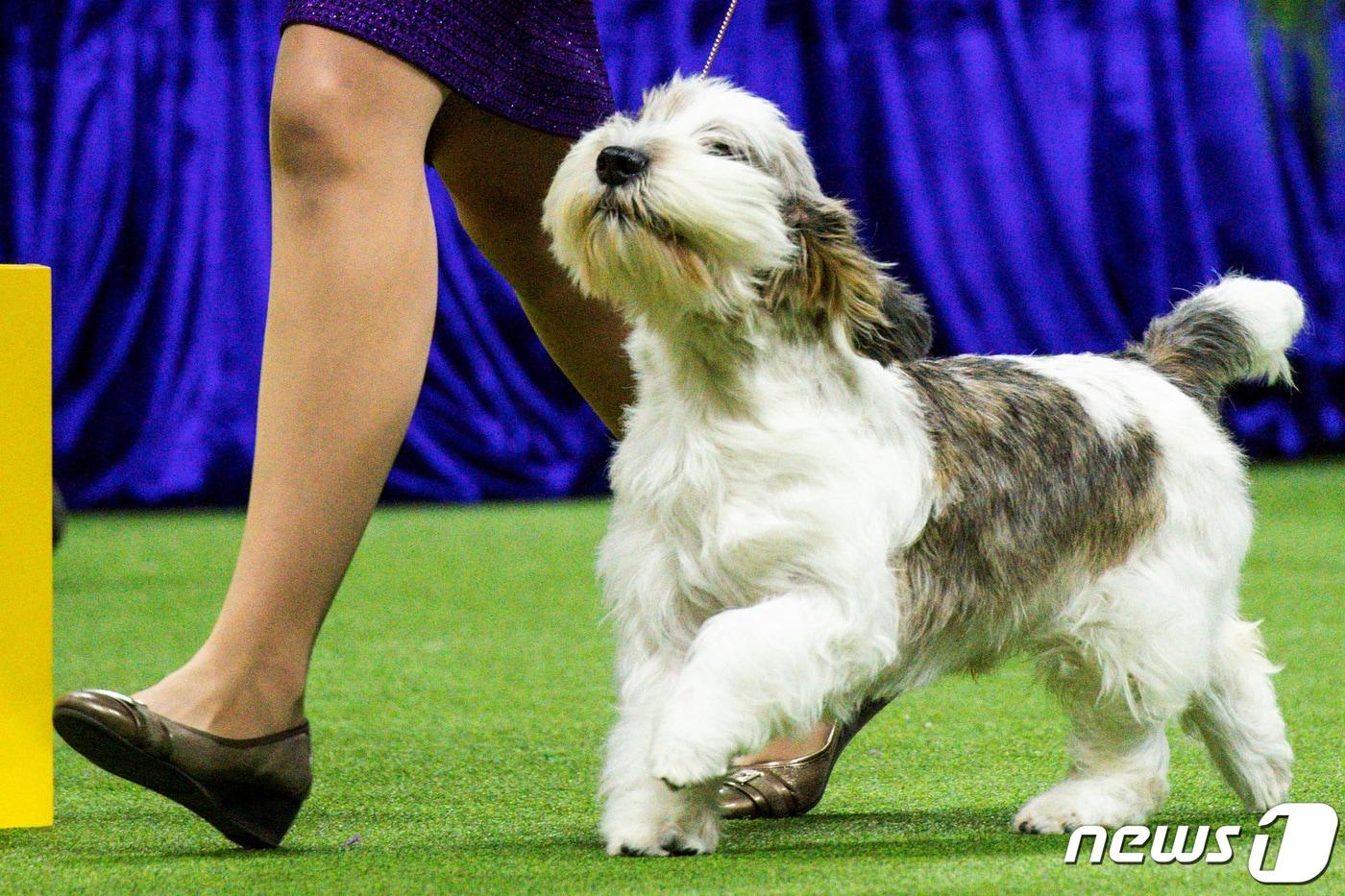 본문 이미지 - 미 캘리포니아 팜스프링스 출신의 6세 남아 버디 홀리가 9일(현지시간) 미국 뉴욕에서 열린 웨스트 민스터 켄넬 클럽 도그쇼에서 방뎅 견종으로는 처음으로 우승을 차지했다. ⓒ 로이터=뉴스1 ⓒ News1 정윤영 기자