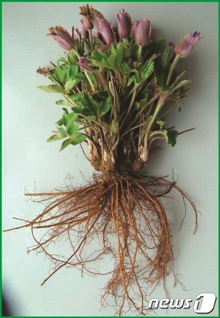 본문 이미지 - 백두옹. (한의학연 제공) /뉴스1