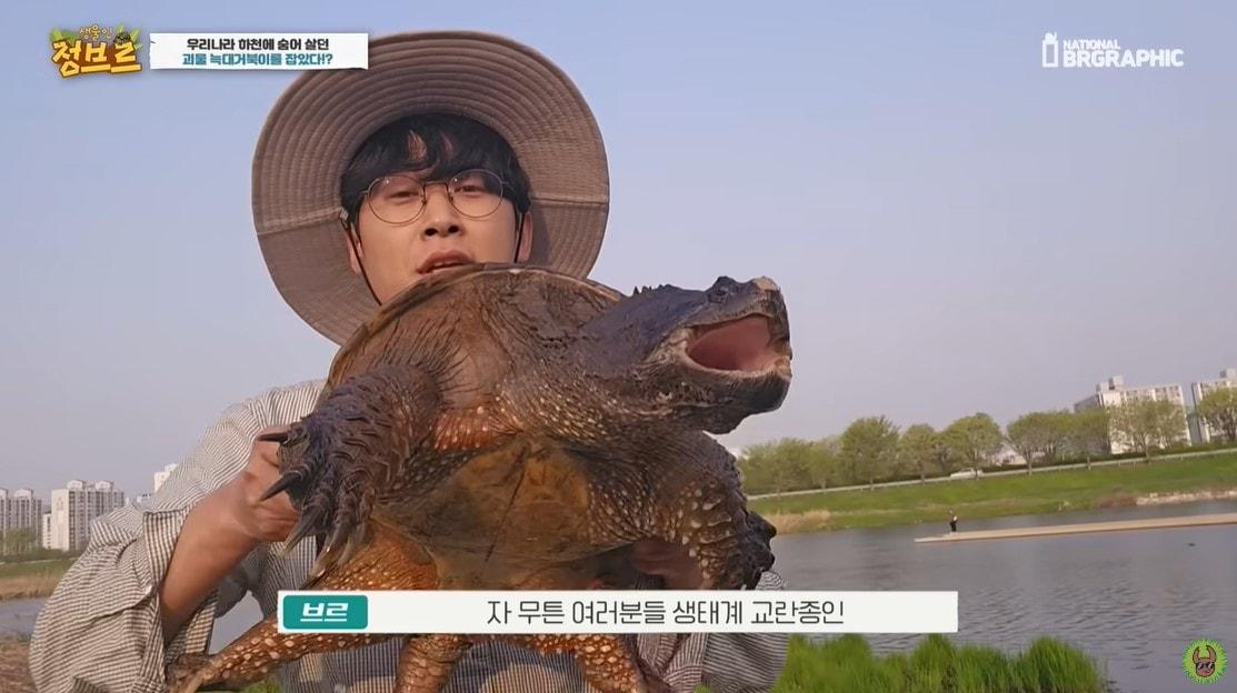 본문 이미지 - 한 학생이 국내 하천에서 낚시를 하다 건져올린 생태교란종 늑대거북. (유튜브 '정브르')