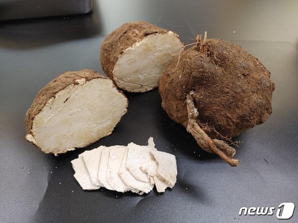 본문 이미지 - 실험에 사용된 복령 샘플. (산림청 국립산림과학원 제공)/뉴스1