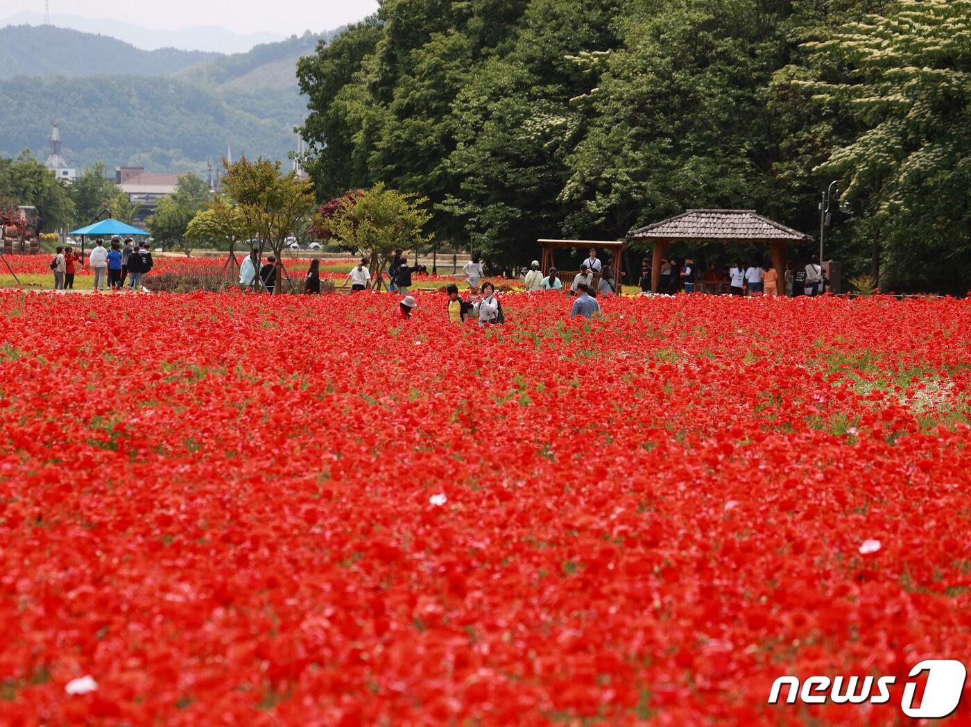 본문 이미지 - 함양 상림공원 양귀비 꽃(함양군 제공. 재판매 및 DB금지)