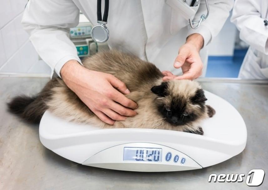 본문 이미지 - 동물병원에서 진료를 받고 있는 고양이(로얄캐닌 제공) ⓒ 뉴스1