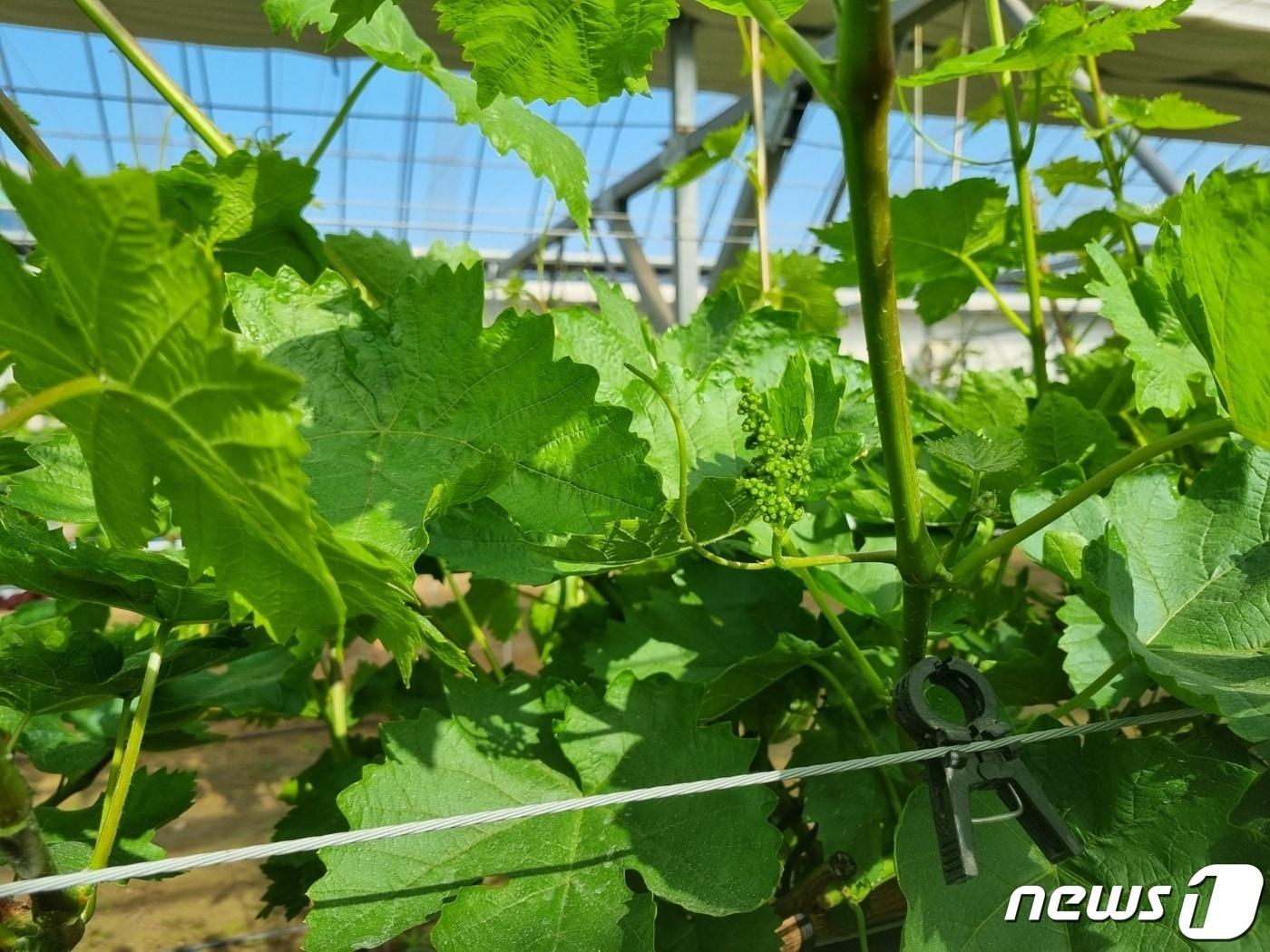 본문 이미지 - 예산군이 기후변화 대체작물로 개발한 블랙사파이어 포도. /뉴스1