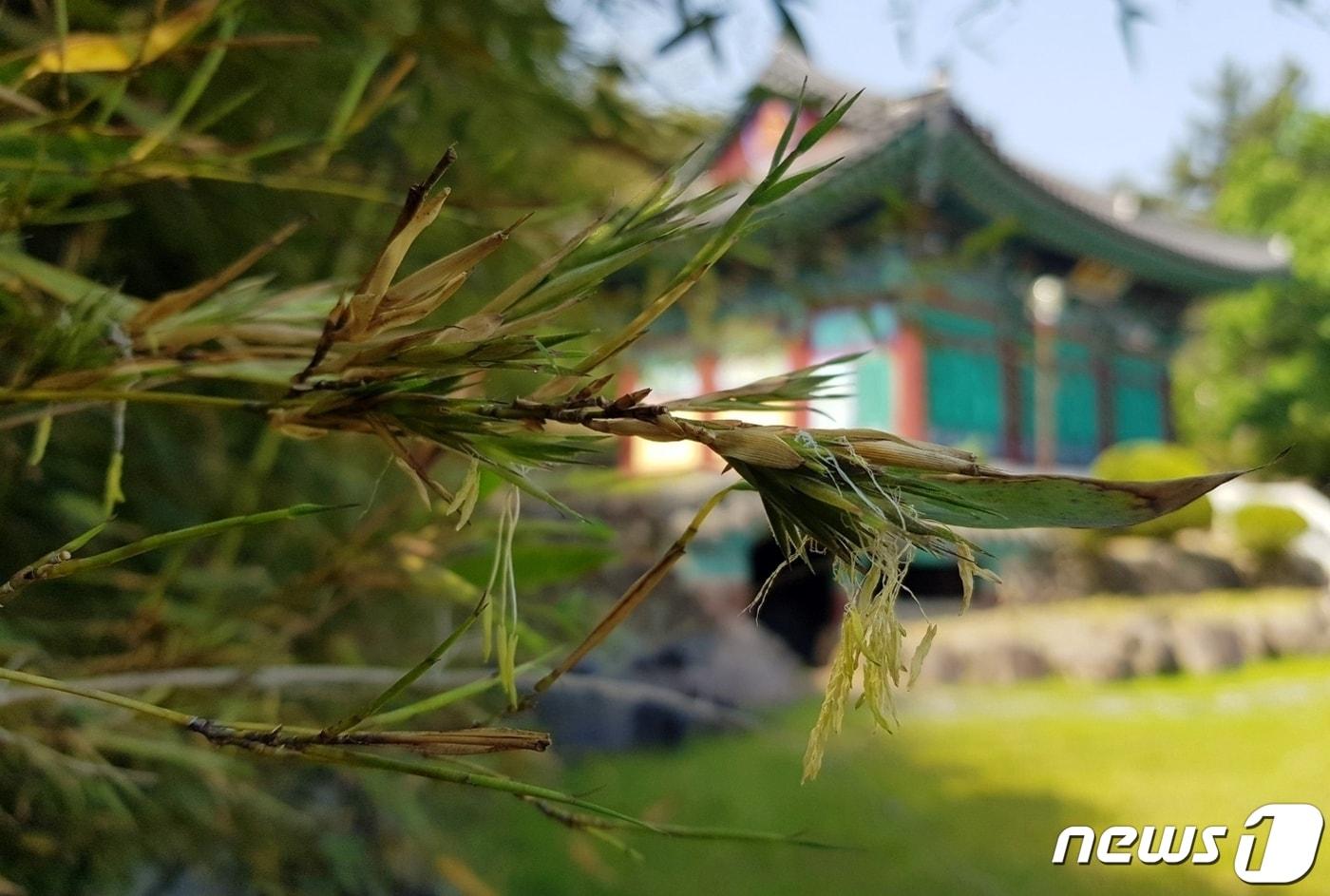 본문 이미지 - 충북 증평군 증평읍 연탄리 한국불교 태고종 보타사에 100년에 한 번 꽃을 피운다는 대나무꽃이 피었다.2023.05.16/뉴스1 ⓒ News1 엄기찬 기자